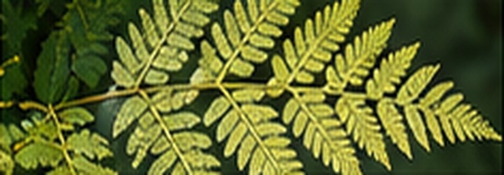 Sunlit fern leaves